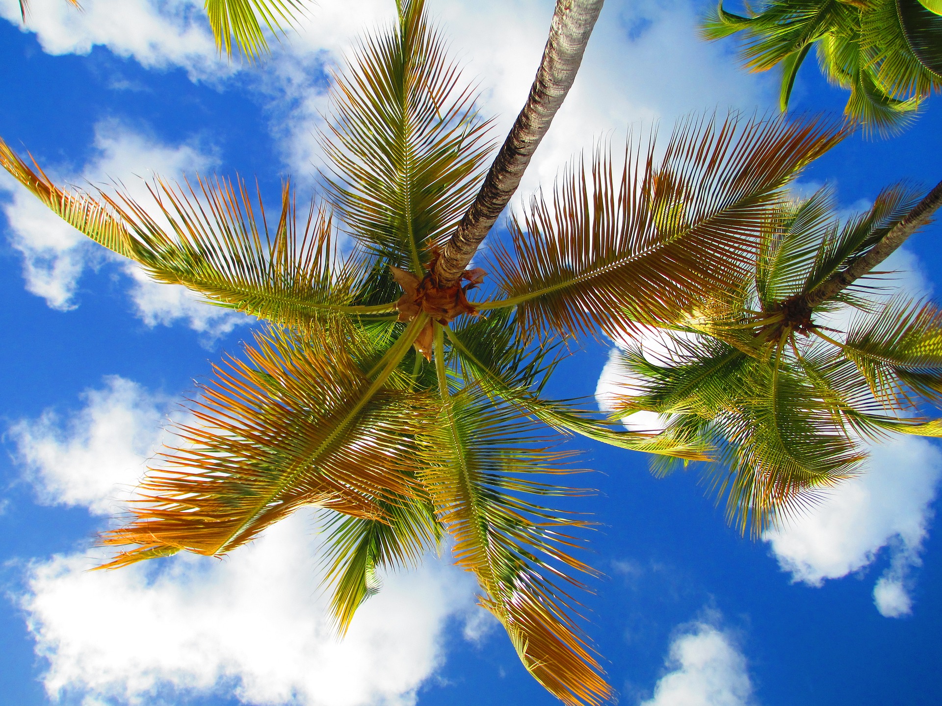 "Palm Tree" photo by thetravelnook on Pixabay