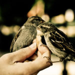 "Sparrows" photo by pasczak000 CC BY-SA 2.0
