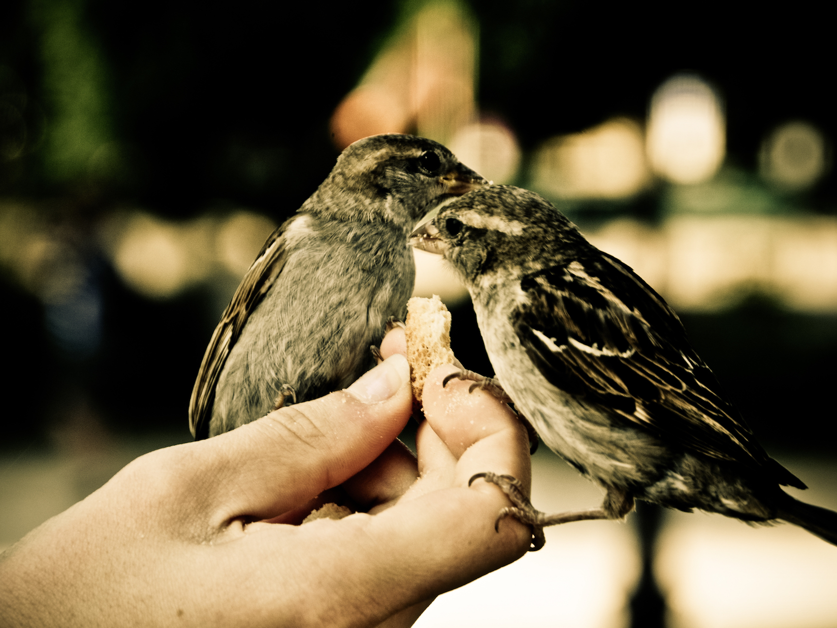 "Sparrows" photo by pasczak000 CC BY-SA 2.0