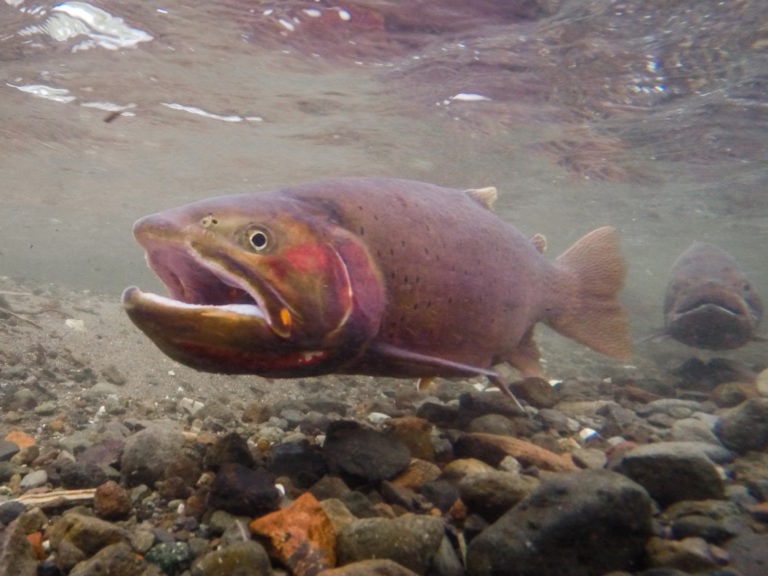 Cutthroat Trout spawning above Trout Lake