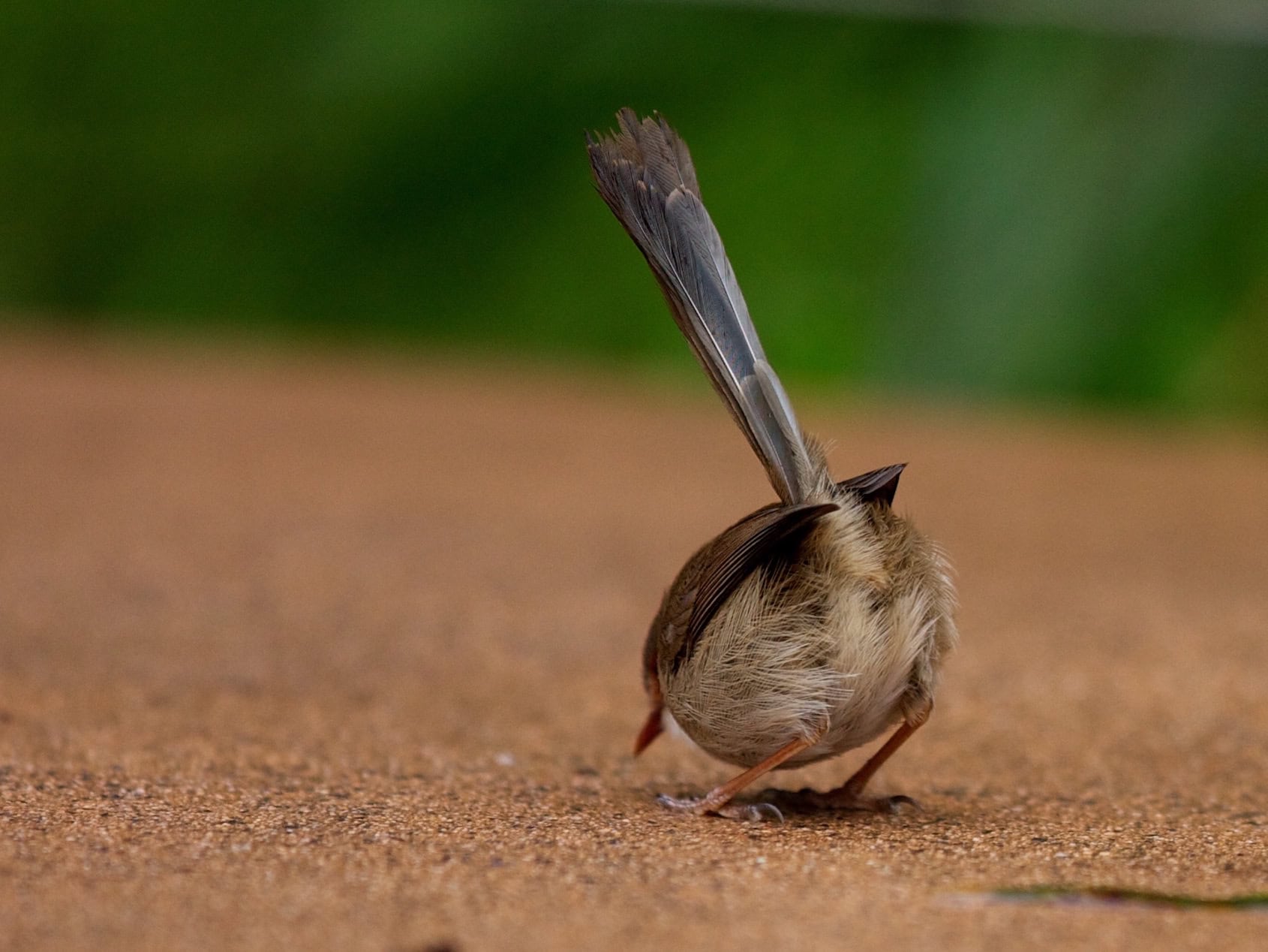 "Foraging Fairy Wren" Photo by Sascha Wenninger CC BY-SA 2.0