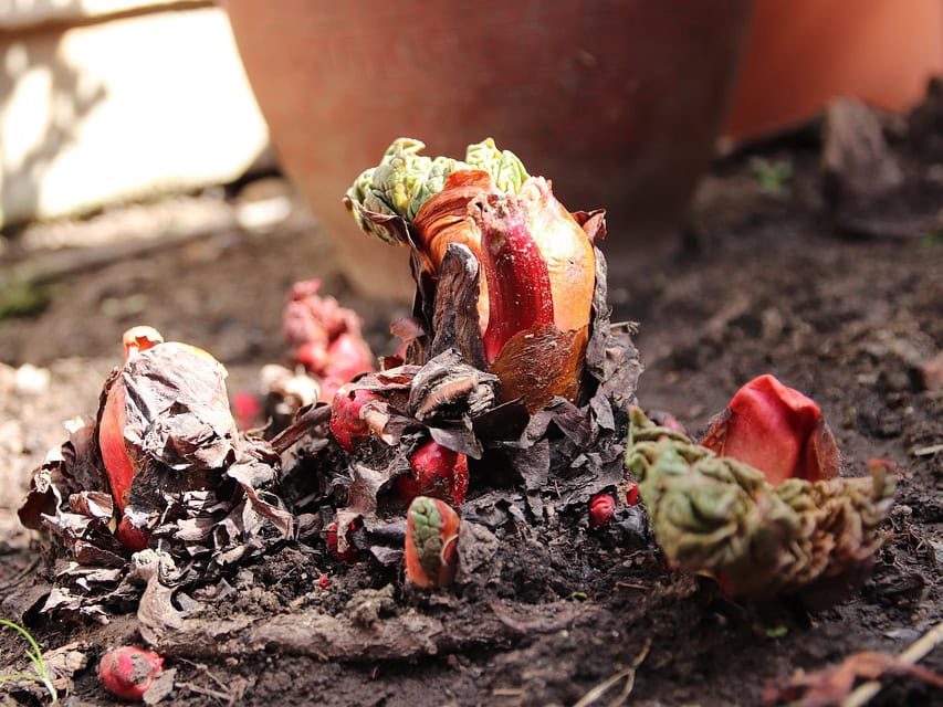 rhubarb shoots