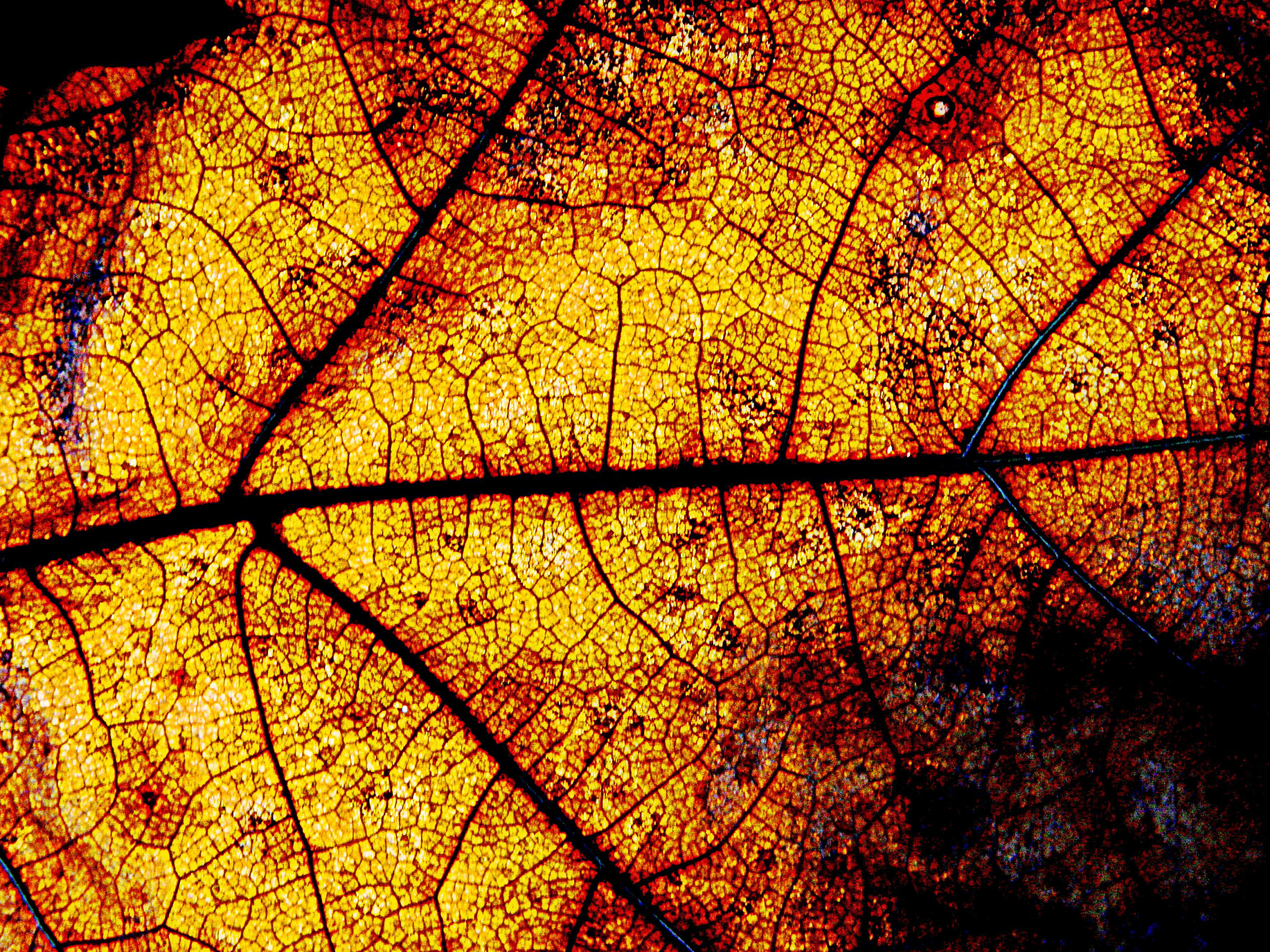 "Leaf" Photo by Dabinsi CC BY 2.0