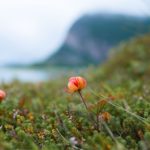 Lovely flower in the foreground of a fjord