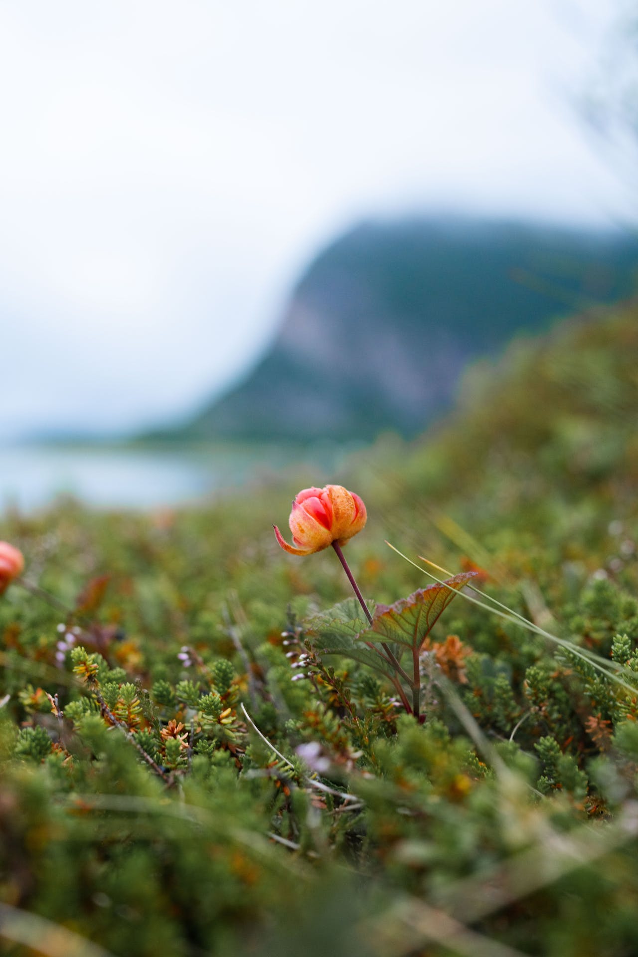 Lovely flower in the foreground of a fjord