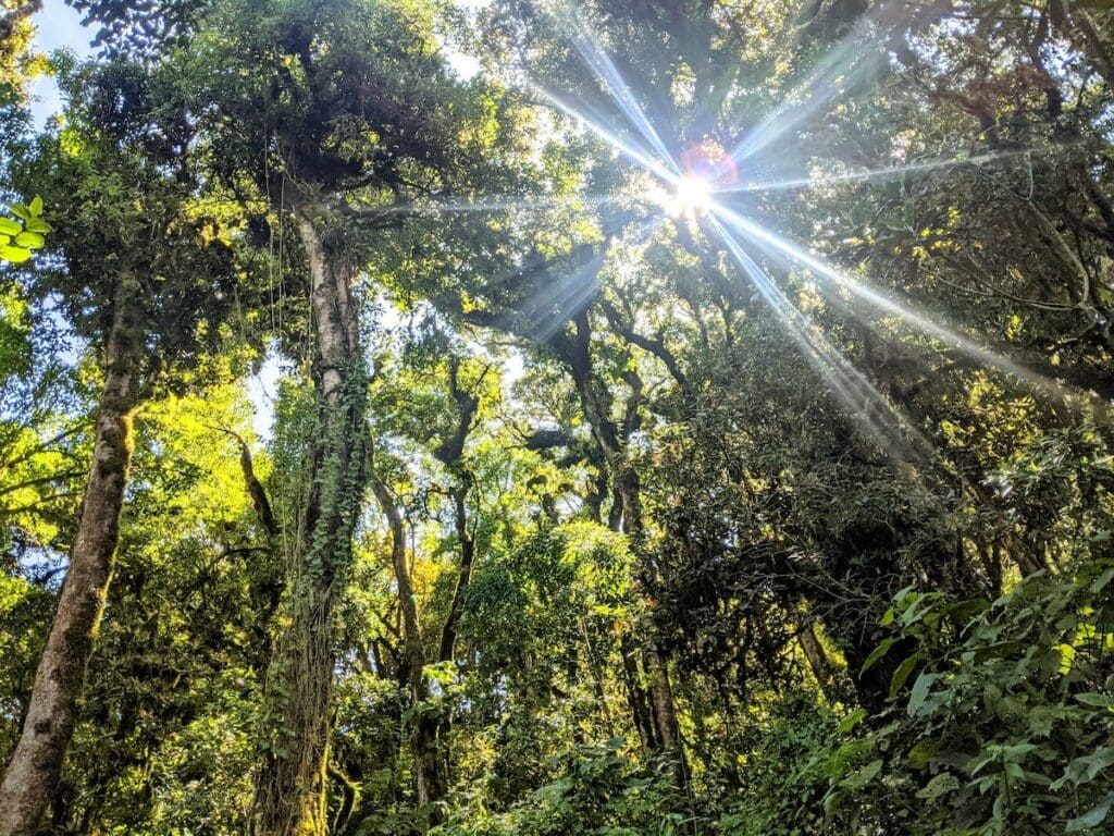 Sunlight shines through a lush canopy of soaring trees covered in vines and thick clumps of moss. The effect is green and vibrant.