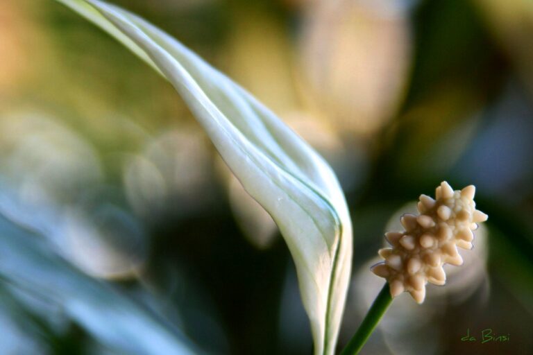 The single petal of a peace lily unfurls like a sail beside a nobby white stamen with blurry blotches of sun-flared green and white.